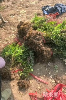 高度40厘米红叶小檗