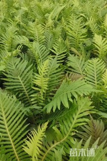 高度30厘米富贵蕨