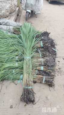 高度80厘米芦苇