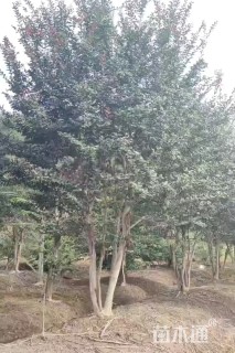 30公分紫薇