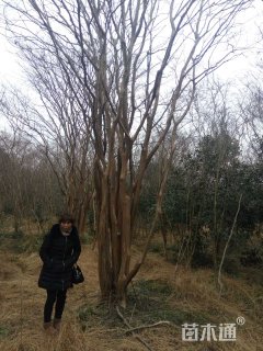 高度700厘米丛生紫薇