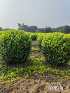 高度100厘米金叶女贞