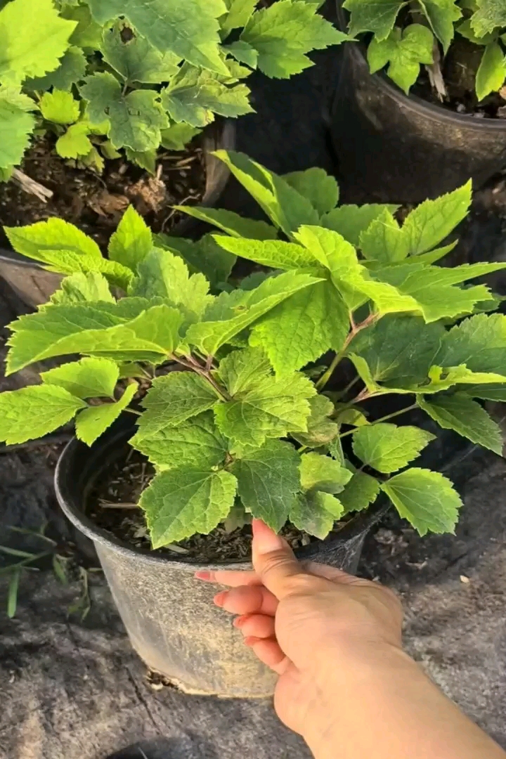30厘米铁线莲
