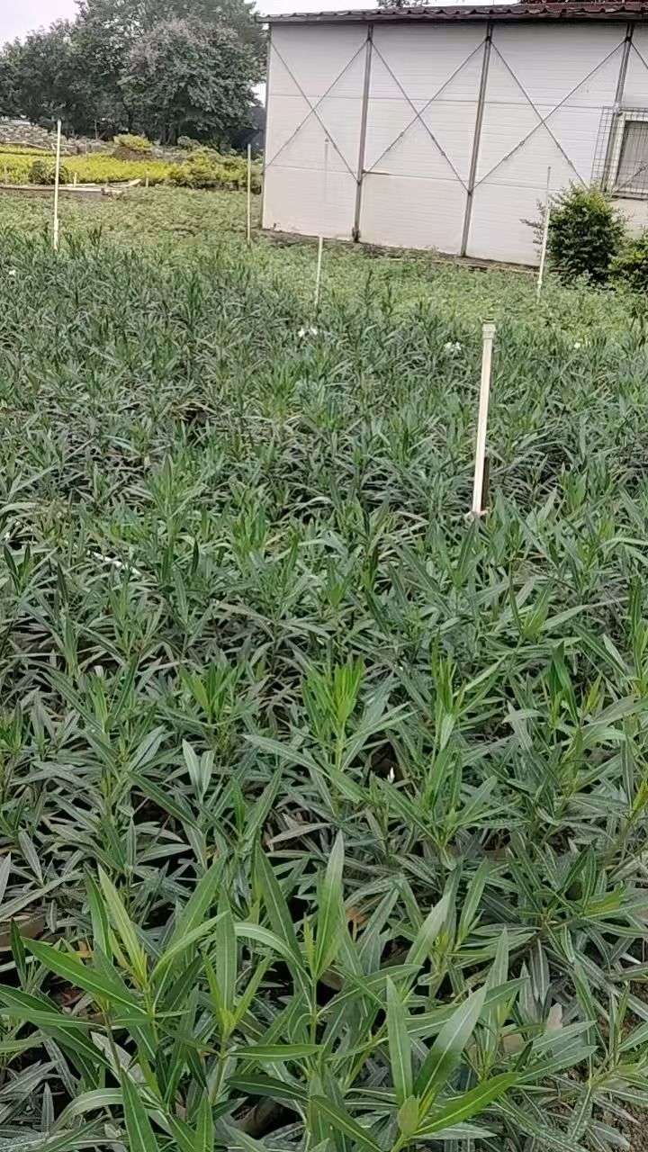高度60厘米白花夹竹桃
