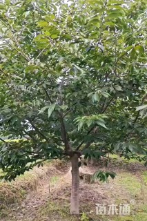 11公分樱花
