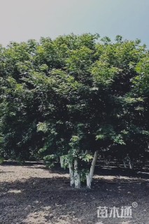 高度750厘米丛生五角枫