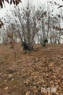 15公分红梅
