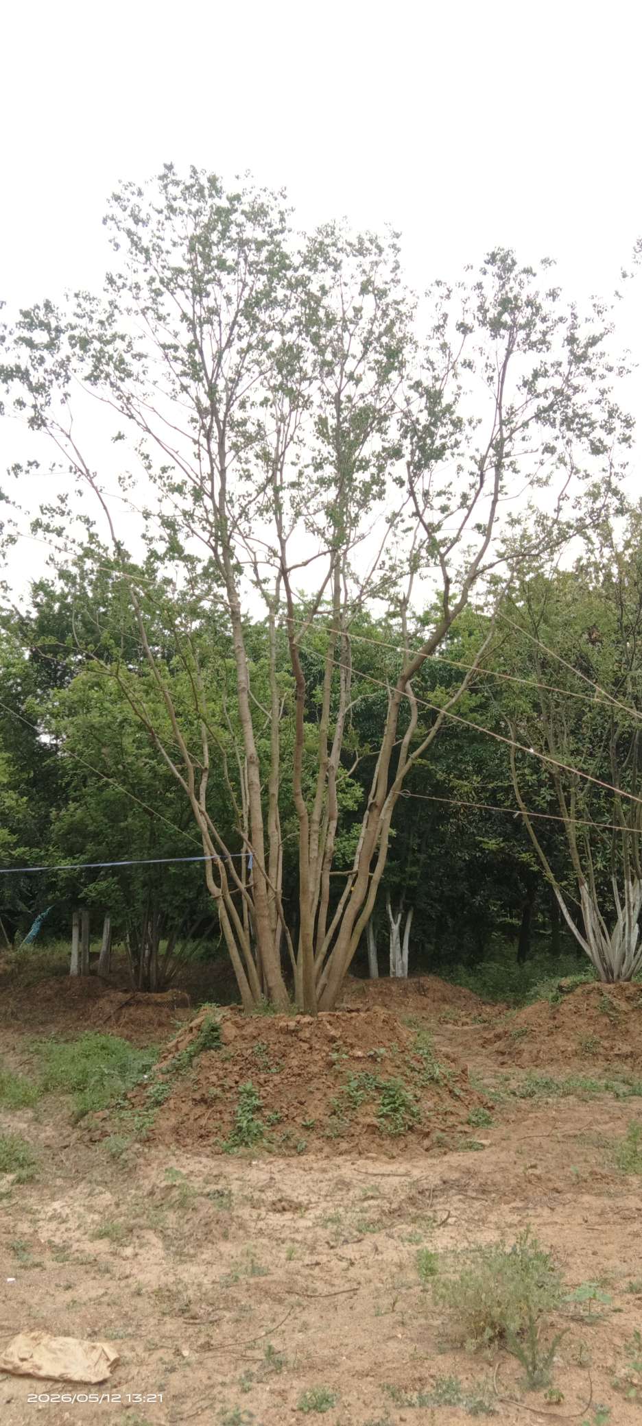 70公分丛生乌桕