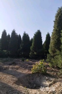 高度400厘米塔柏