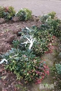 高度50厘米红叶石楠小苗