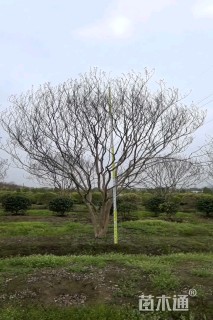 高度400厘米丛生紫薇