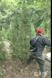 高度260厘米圆柏