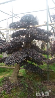 20公分造型红花继木桩