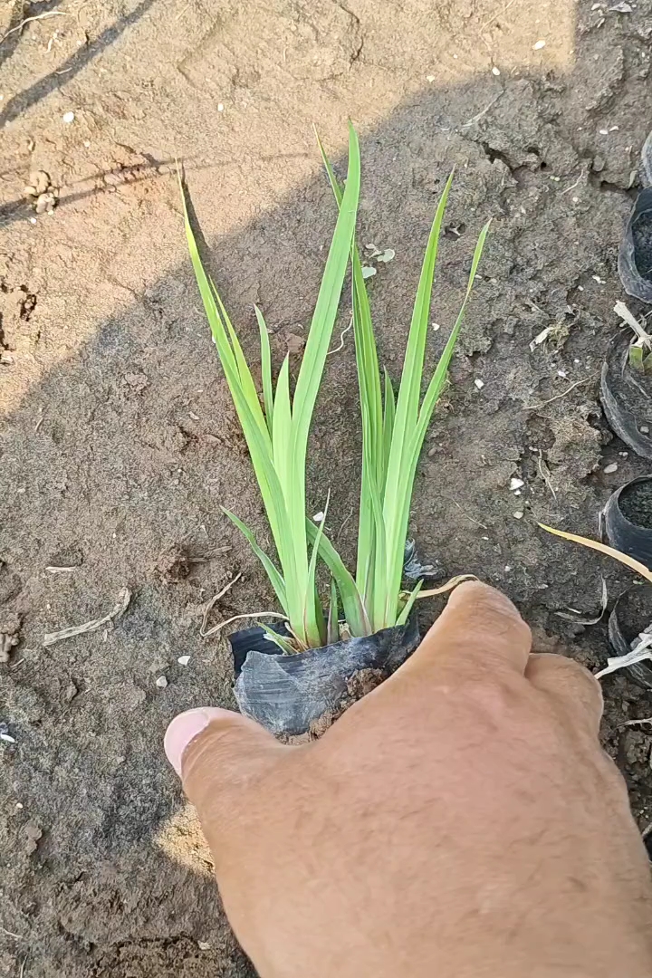 高度20厘米水菖蒲