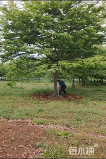 12公分榉树