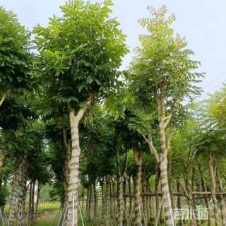 18公分桃花森木