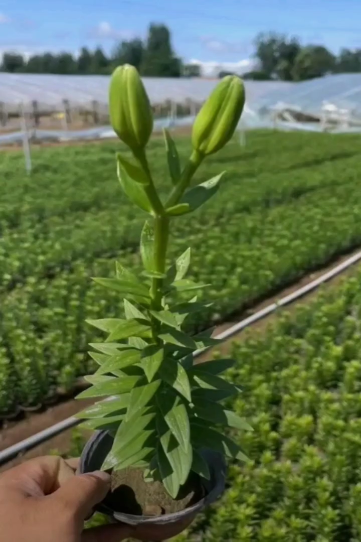 高度20厘米百合