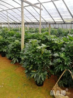 高度25厘米八角金盘小苗