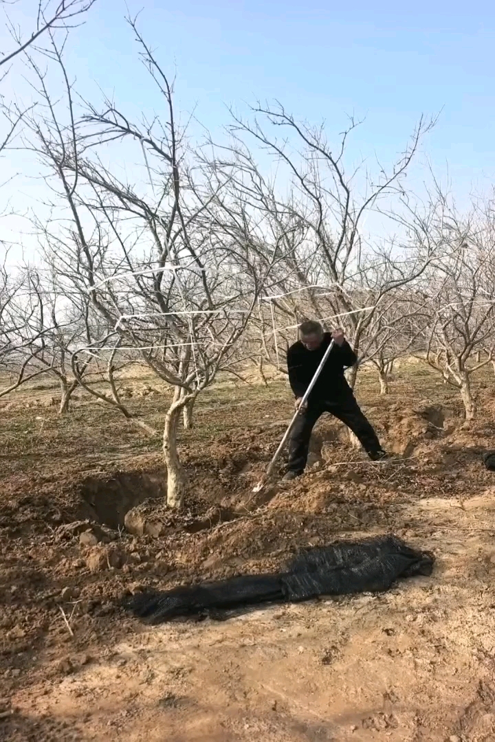 高度250厘米石榴