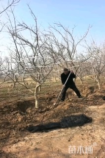 高度250厘米石榴