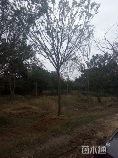 18公分榉树