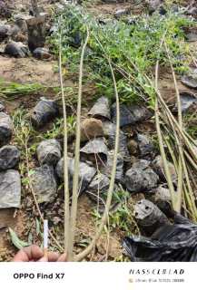 1公分高山柳