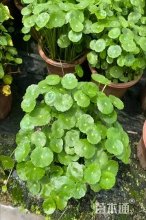 高度10厘米铜钱草