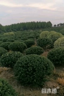 冠幅110厘米龟甲冬青球