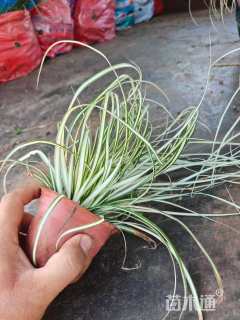 高度25厘米金叶苔草