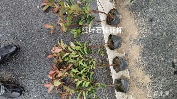 1公分红叶石楠