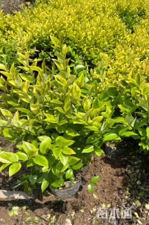 高度50厘米金森女贞