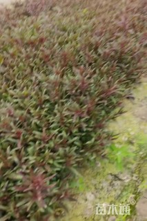 高度30厘米山桃草