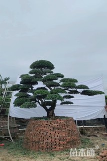 28公分罗汉松