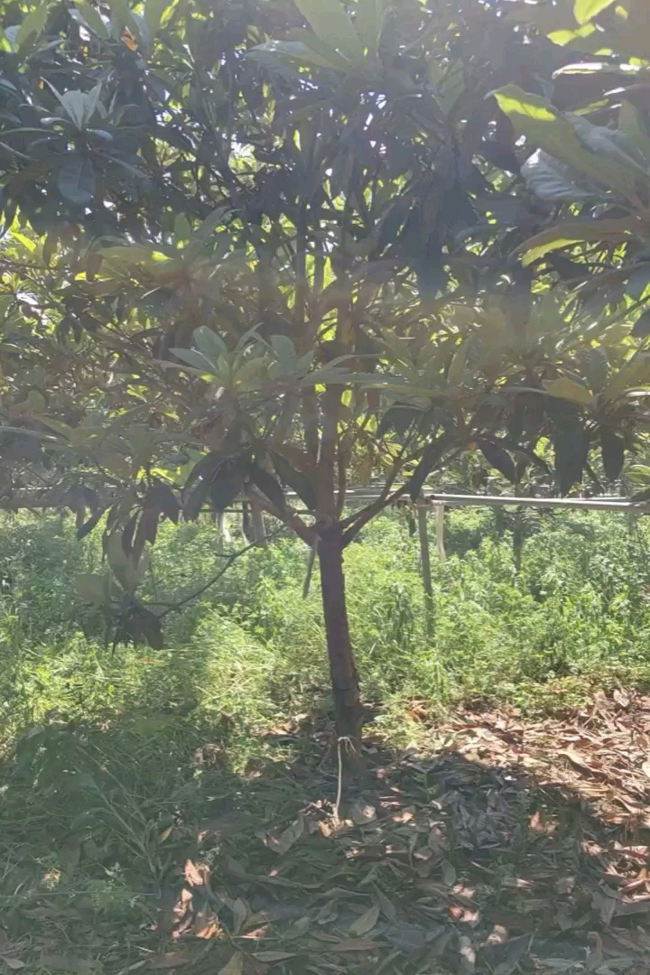 10公分枇杷