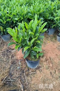 高度30厘米非洲茉莉