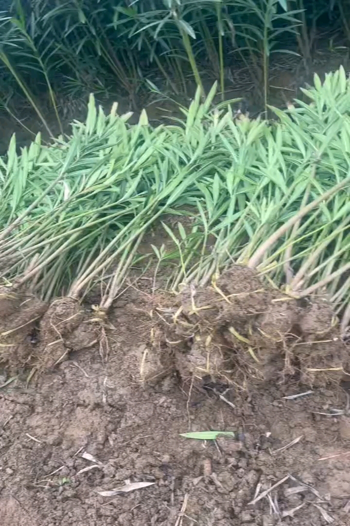 高度120厘米夹竹桃