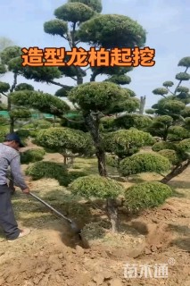 15公分造型松