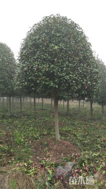 10公分红叶石楠