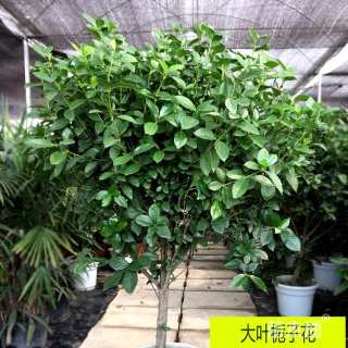 高度40厘米大叶栀子