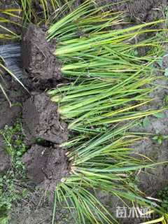 高度50厘米中叶栀子