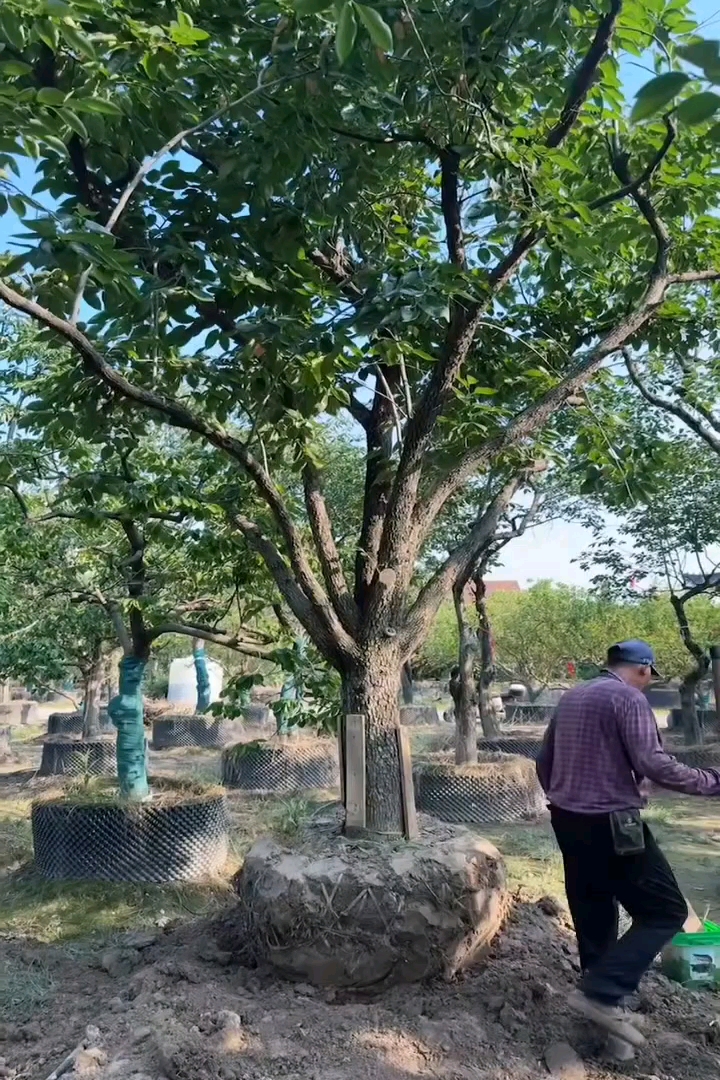 10公分柿树