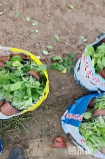 高度20厘米金光菊