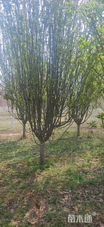 18公分西府海棠