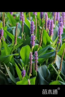 高度25厘米再力花
