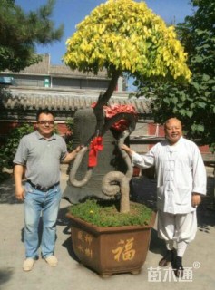88公分金叶榆