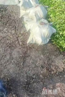 高度50厘米云南黄馨
