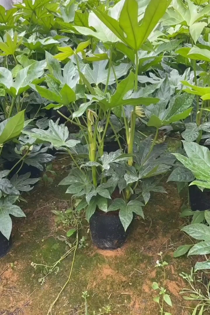 高度40厘米八角金盘小苗