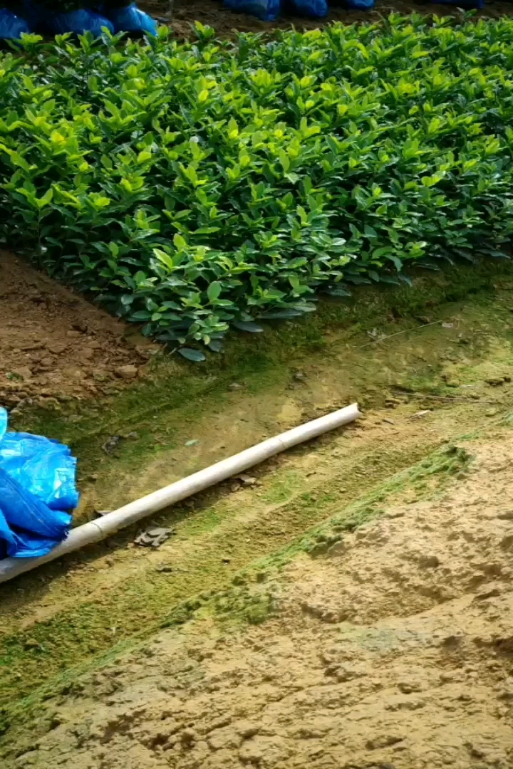 高度30厘米白茶