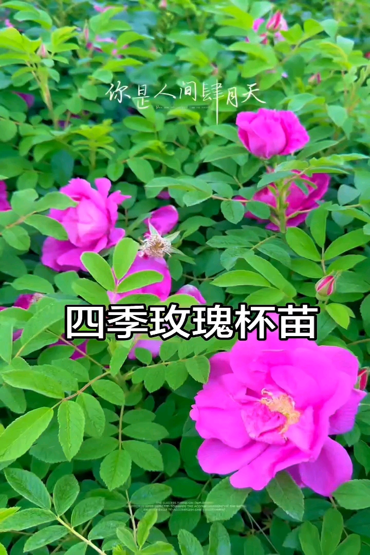 高度30厘米四季玫瑰