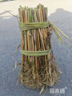 高度150厘米芦苇